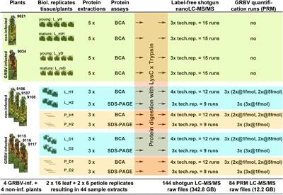 Absolute Quantification of Grapevine Red Blotch Virus in Grapevine Leaf and Petiole Tissues by Proteomics